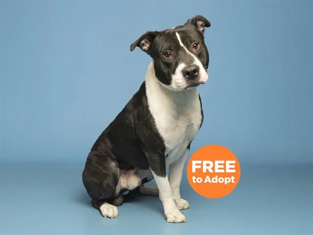 A young large-sized male Pit Bull Terrier dog named Bolt for adoption in Phoenix, AZ