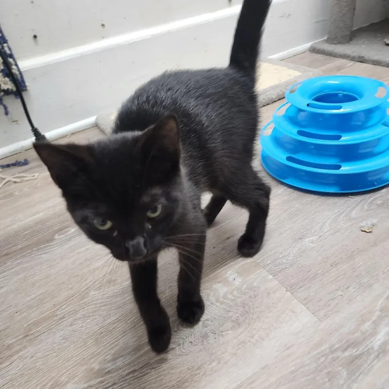 A young large-sized male Black Domestic Short Hair cat named Murphy for adoption in East Smithfield , PA