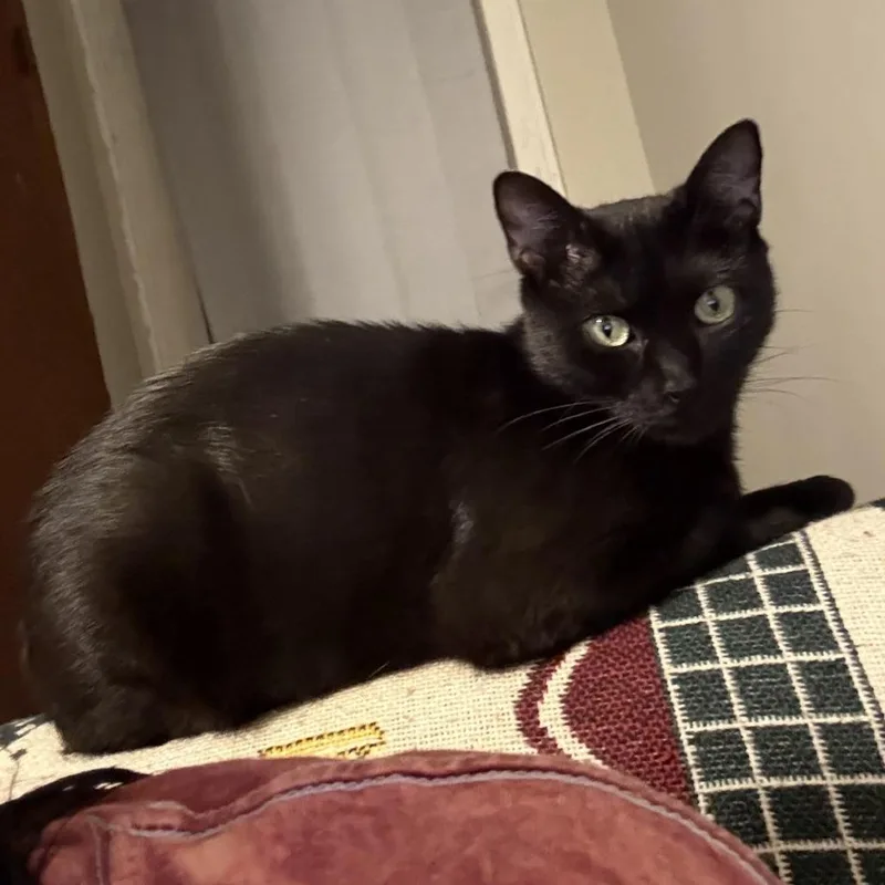 Murphy thumbnail 3