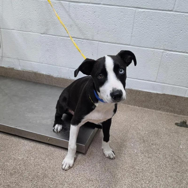 A baby medium-sized male Black Mixed Breed dog named Jed Clampet for adoption in Ardmore, OK