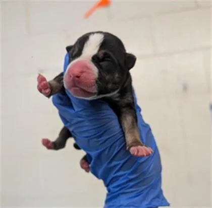 A baby small-sized female Pit Bull Terrier dog named A for adoption in Sacramento, CA