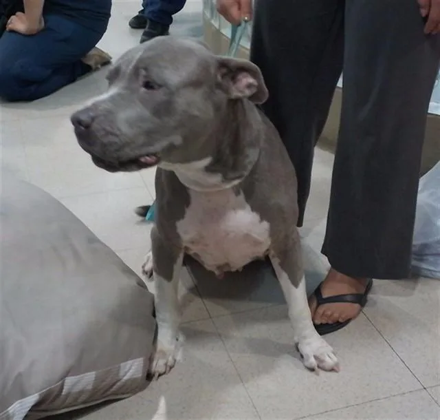 An adult medium-sized female Pit Bull Terrier dog named Tyra for adoption in Huntsville, AL