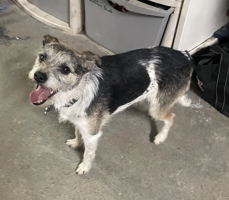 An adult small-sized male Jack Russell Terrier dog named Stuart Little for adoption in Billings, MT
