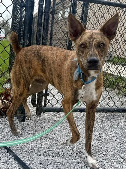 An adult medium-sized male Mixed Breed dog named Walcott for adoption in Cincinnati, OH