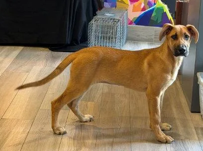 A baby extra large-sized female Great Dane dog named Malibu for adoption in Holbrook, NY