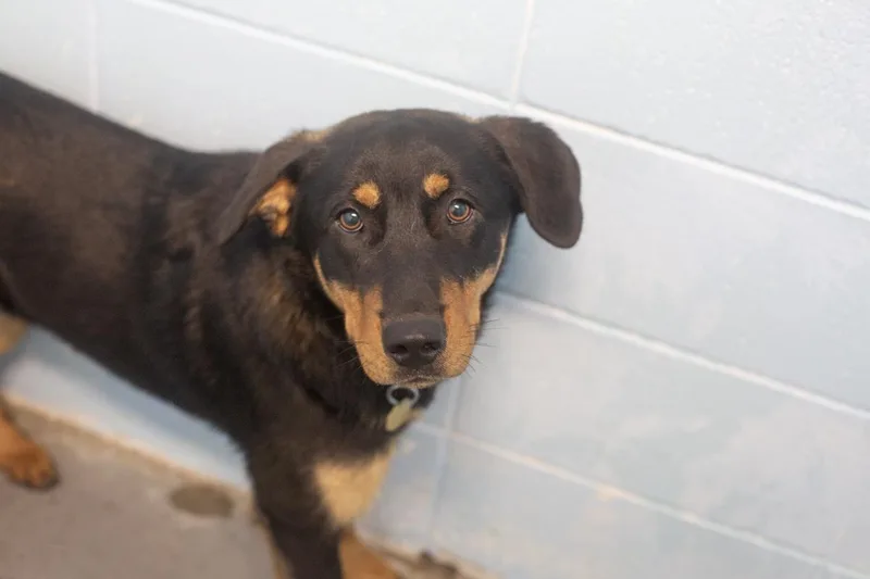 A young large-sized male Shepherd dog named Brody for adoption in Mountain Home, AR