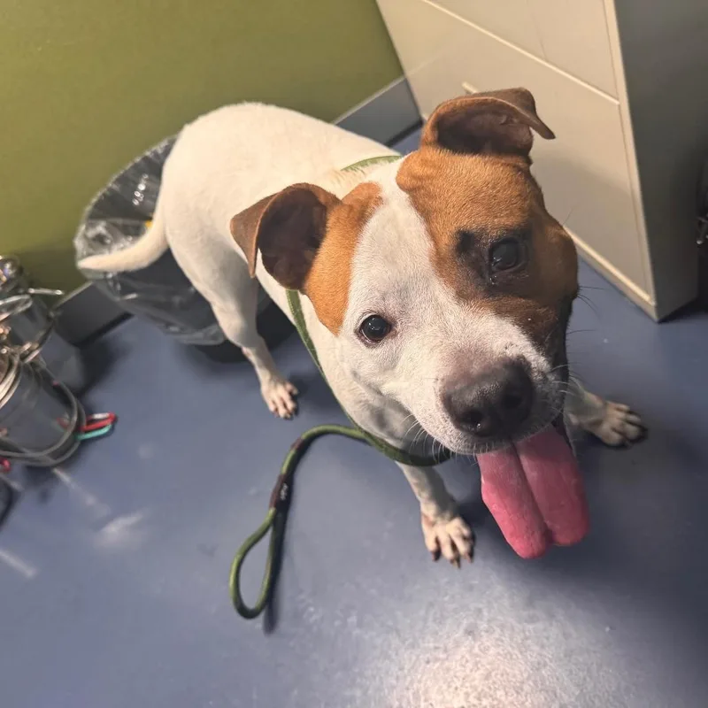 An adult medium-sized female White / Cream Pit Bull Terrier dog named Rose for adoption in Greensboro, NC