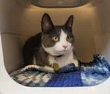 An adult medium-sized male Tabby (Gray / Blue / Silver) Domestic Short Hair cat named Tibbin for adoption in Lansing, MI