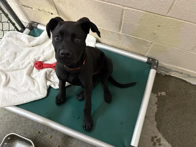 A baby medium-sized male Cane Corso dog named Panterita for adoption in Fairfield, CA