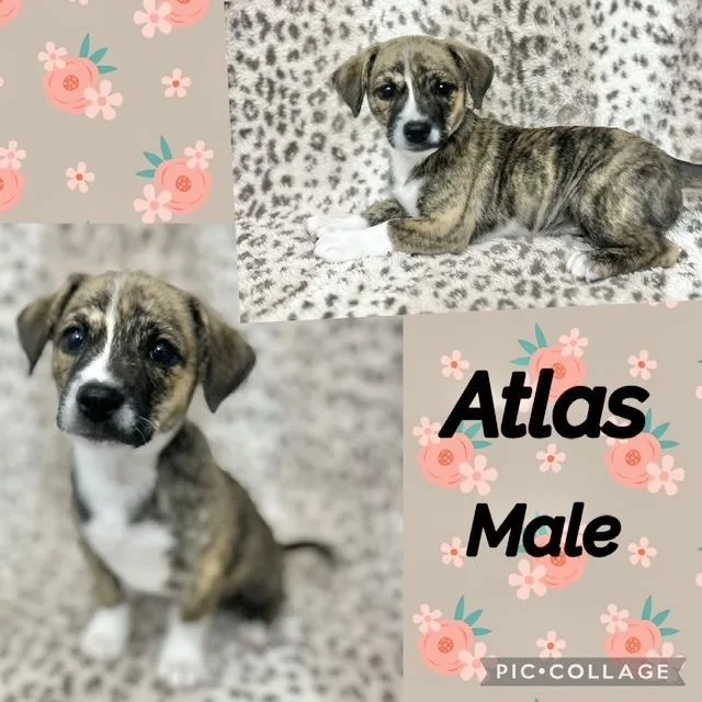 A baby medium-sized male Chiweenie dog named Atlas for adoption in Manchester, CT