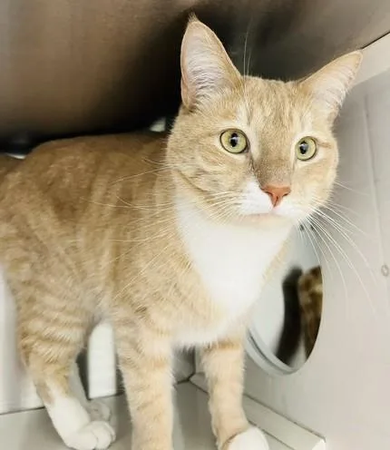 An adult large-sized male Buff & White Domestic Short Hair cat named Casey for adoption in Bowie, MD