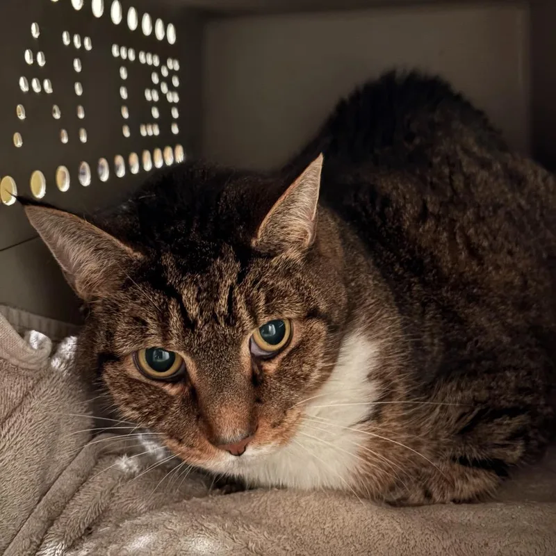 An adult extra large-sized male Brown / Chocolate Domestic Short Hair cat named Buddy for adoption in Inwood, WV