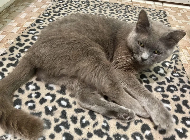 A young medium-sized female Gray / Blue / Silver Russian Blue cat named Bluebellesee Video for adoption in Port Orange, FL