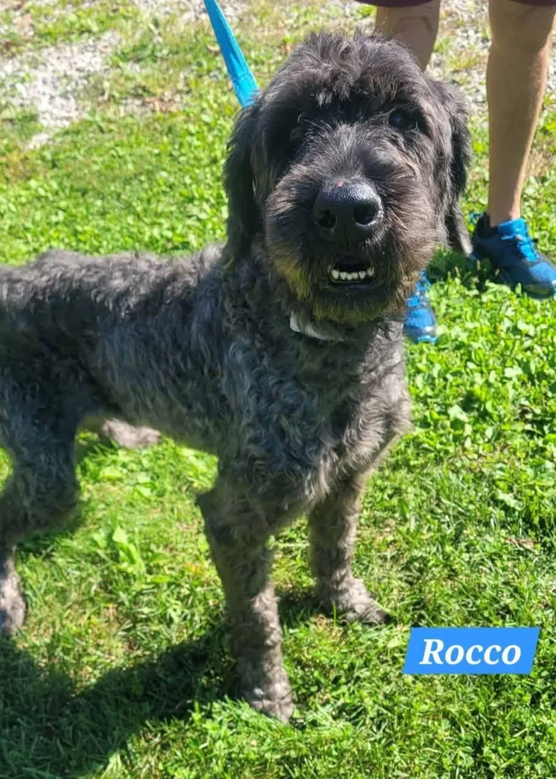 An adult large-sized male Black Giant Schnauzer dog named Rocco for adoption in St. Clairsville, OH