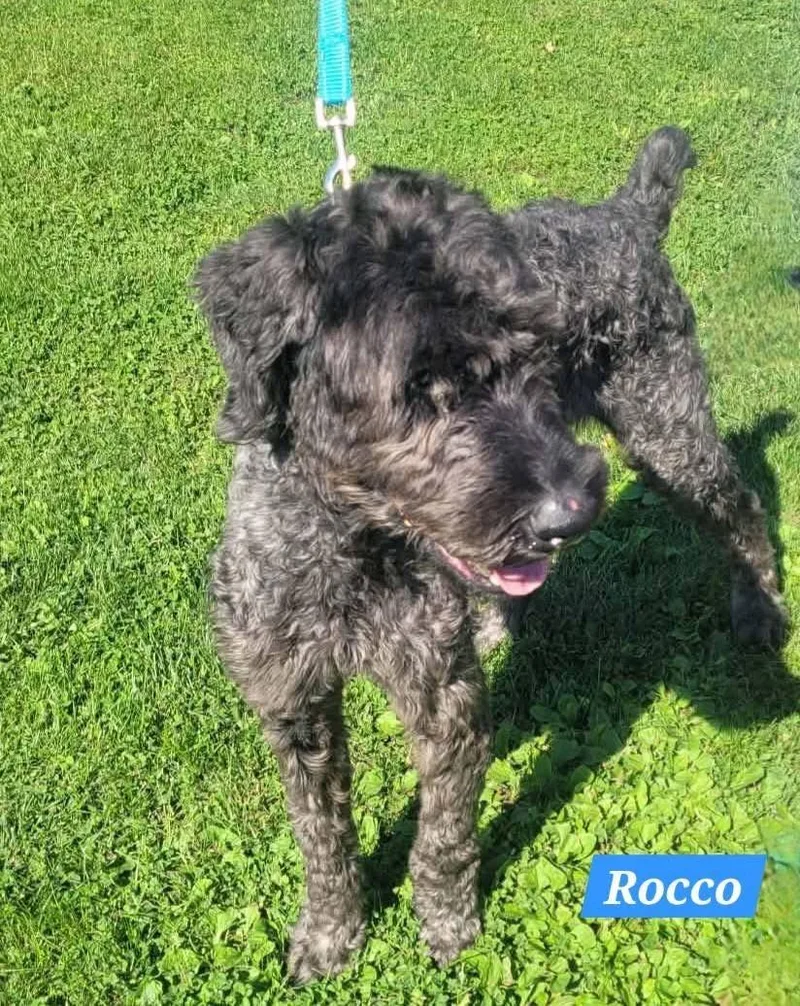 Rocco thumbnail 4