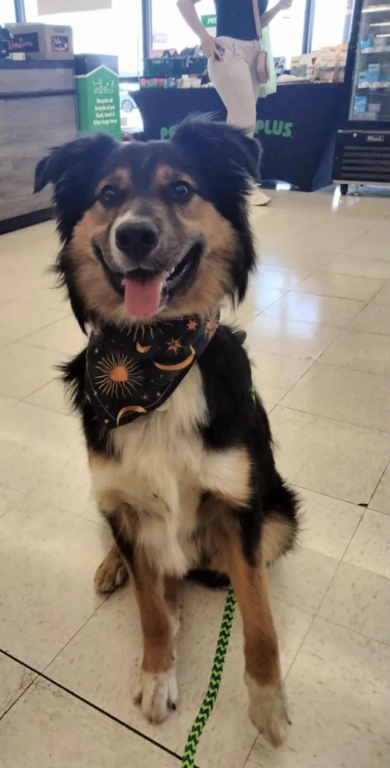 A young medium-sized male Tricolor (Brown, Black, & White) Australian Shepherd dog named Buckeye for adoption in St. Clairsville, OH