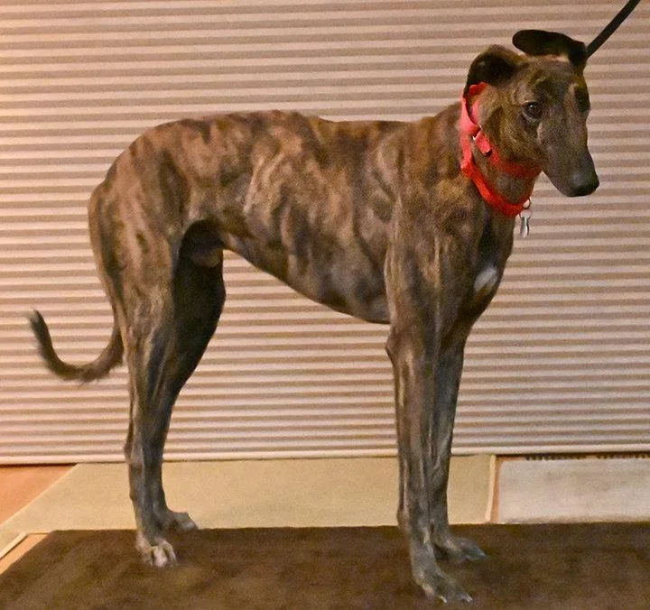 A young medium-sized male Mixed Breed dog named Spy for adoption in Minneapolis, MN