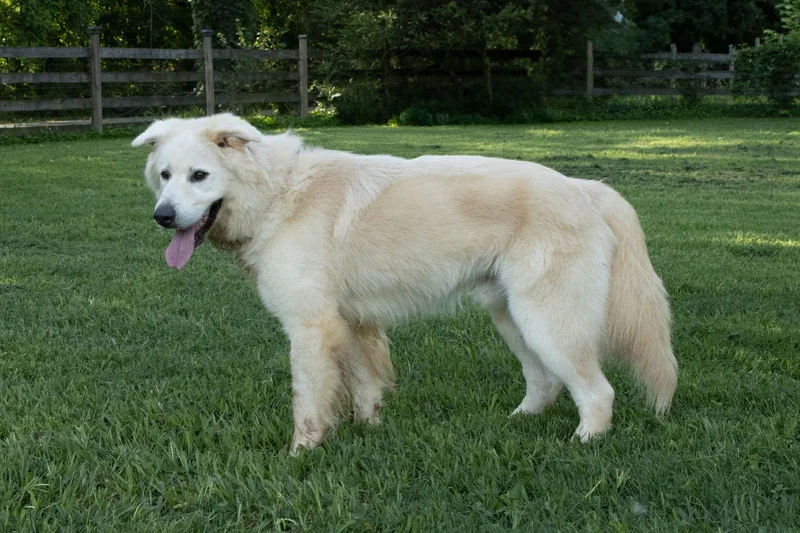 Jack Junior thumbnail 2