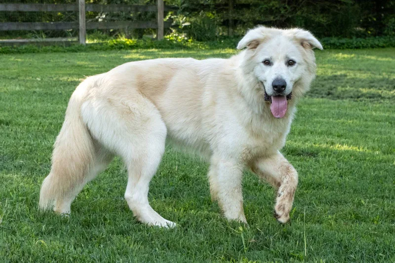 Jack Junior thumbnail 3