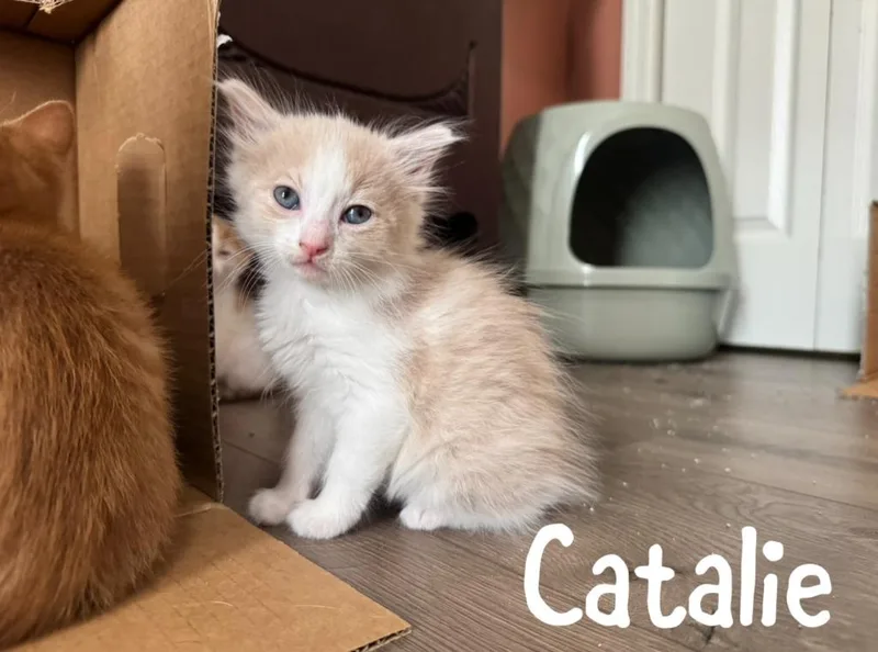 A baby medium-sized female Domestic Short Hair cat named Catalie for adoption in Hoover , AL