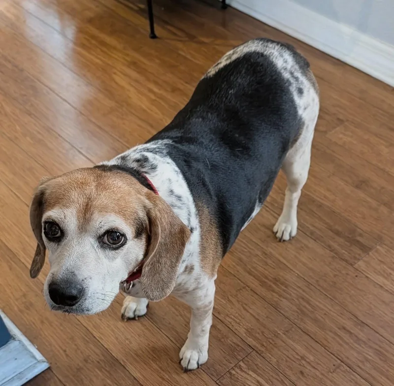 A senior medium-sized female Beagle dog named Theresa for adoption in Dunnellon, FL