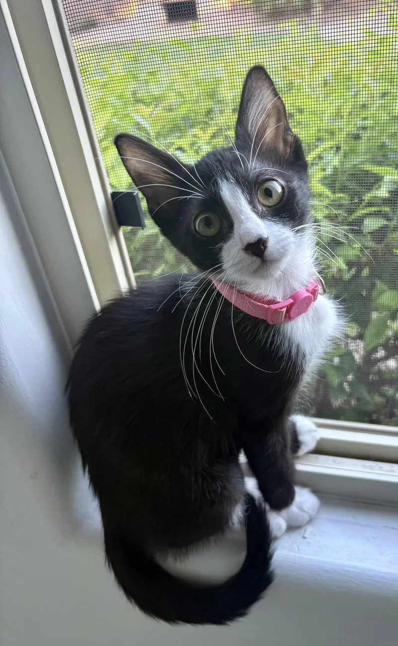 A young medium-sized female Black & White / Tuxedo Domestic Short Hair cat named Dottie for adoption in Chandler, AZ