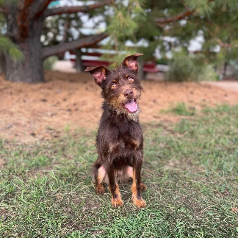 A young small-sized male Brown / Chocolate Terrier dog named Beetle for adoption in Fargo, ND