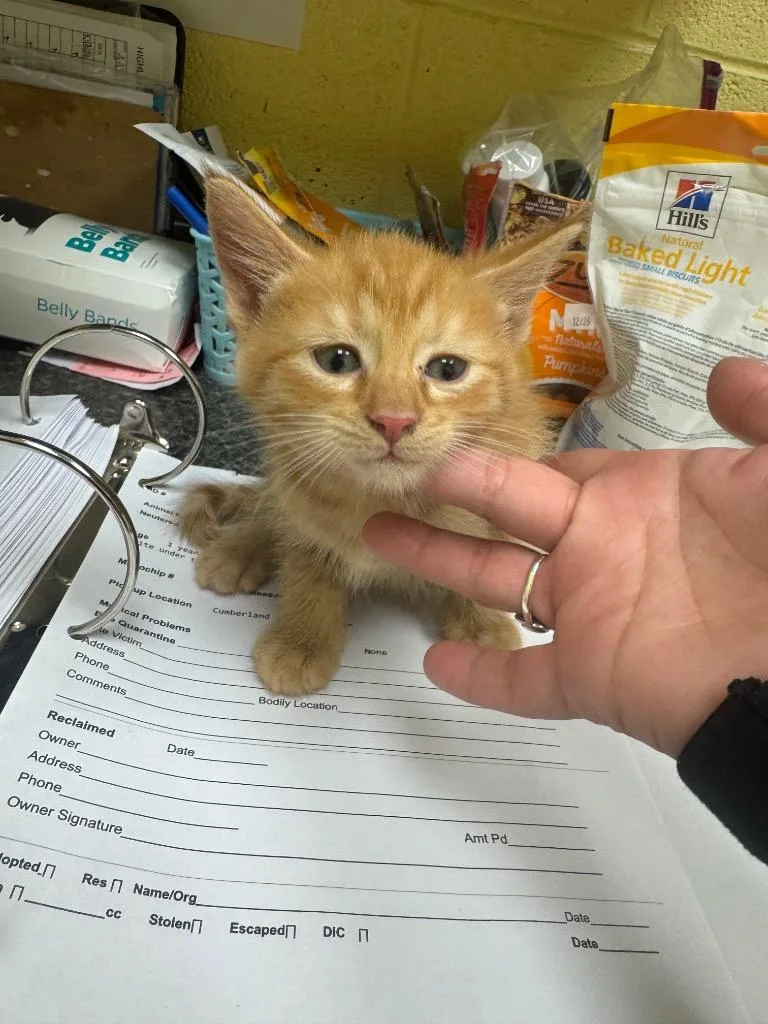 A baby small-sized male Domestic Short Hair cat named Whiskey for adoption in Crossville, TN