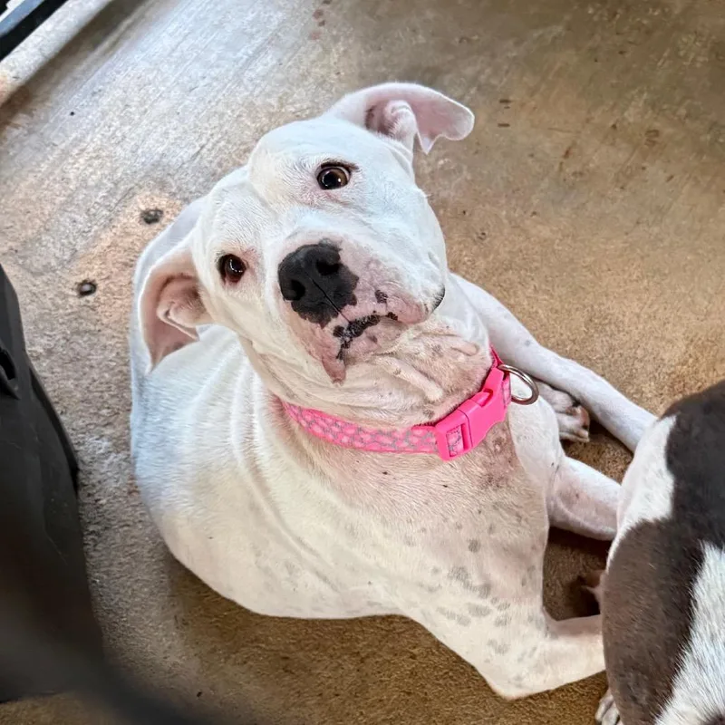 An adult medium-sized female White / Cream Mixed Breed dog named Cloud for adoption in Lake Jackson, TX