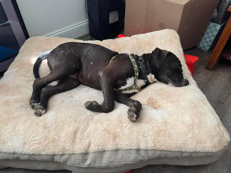 A young large-sized male Pit Bull Terrier dog named Otis for adoption in Spotsylvania, VA
