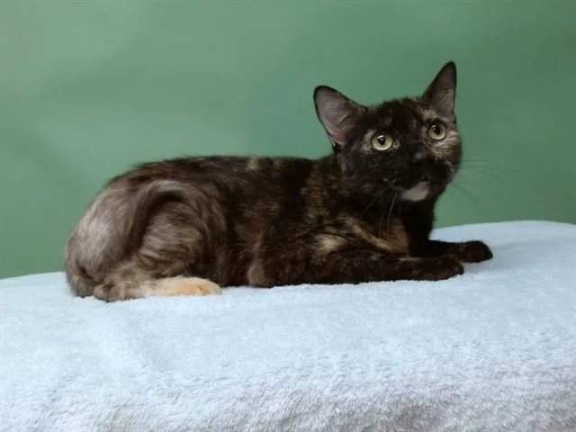 A young medium-sized female Domestic Short Hair cat named Belle for adoption in Gardena, CA