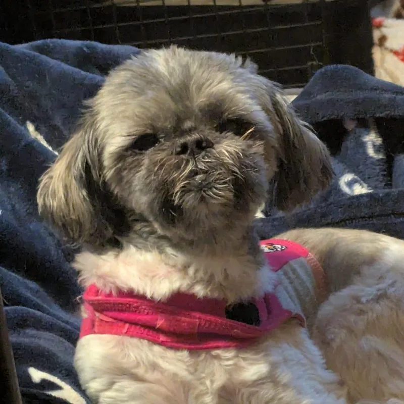 A senior small-sized female Gray / Blue / Silver Shih Tzu dog named Dolly for adoption in Rochester, MN