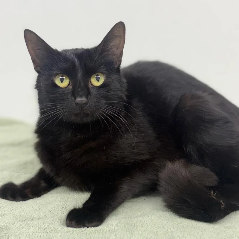 A young small-sized female Black Domestic Short Hair cat named Maggie for adoption in Valdosta , GA