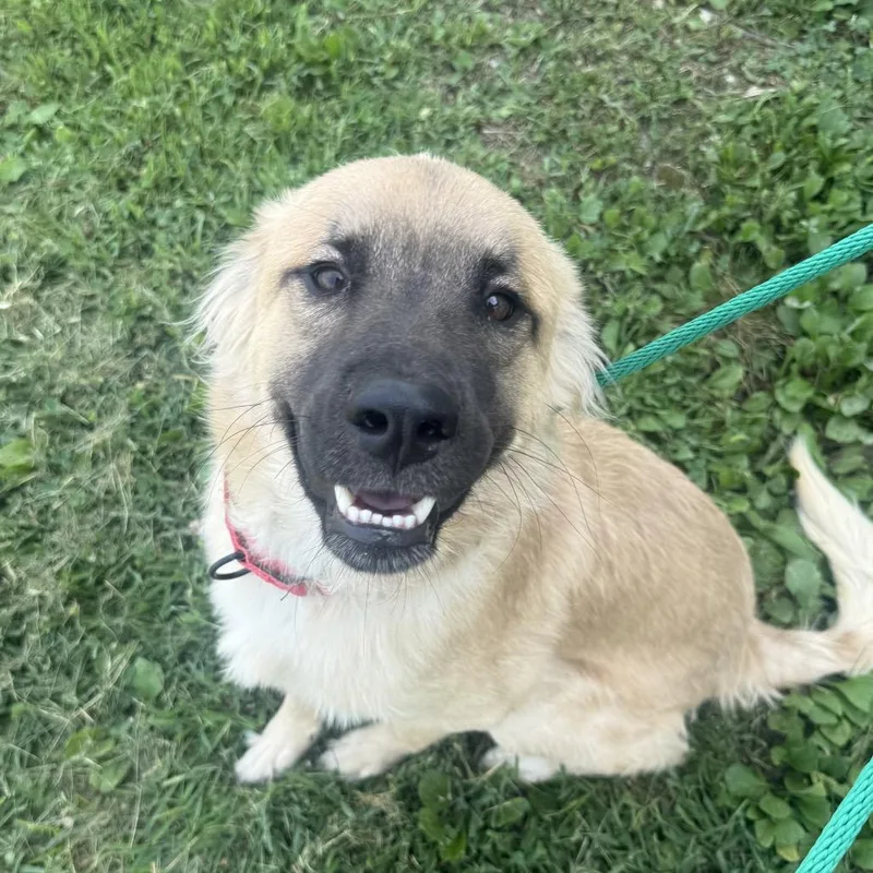 A young medium-sized male Yellow / Tan / Blond / Fawn Anatolian Shepherd dog named Judd for adoption in Fulton, MO