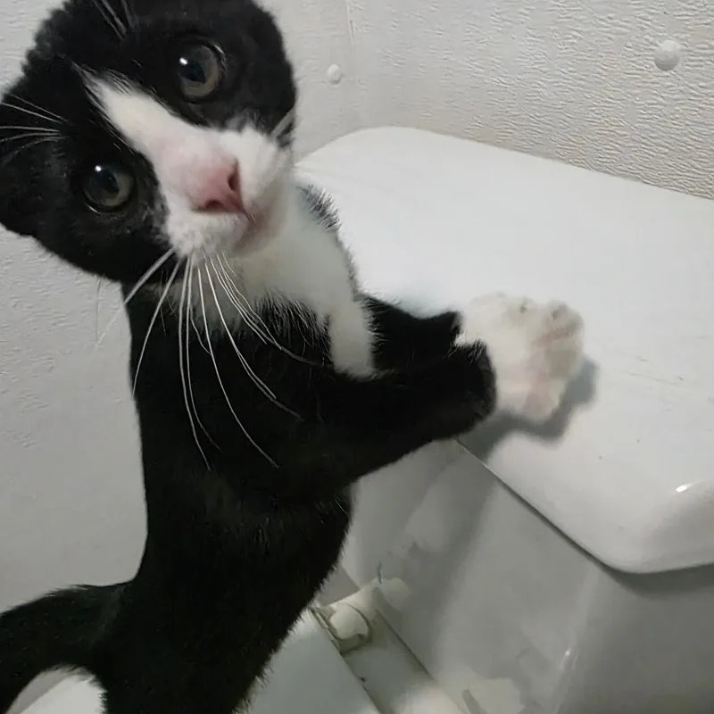 A baby small-sized male Black Domestic Short Hair cat named Beeper C for adoption in Princeton, MN
