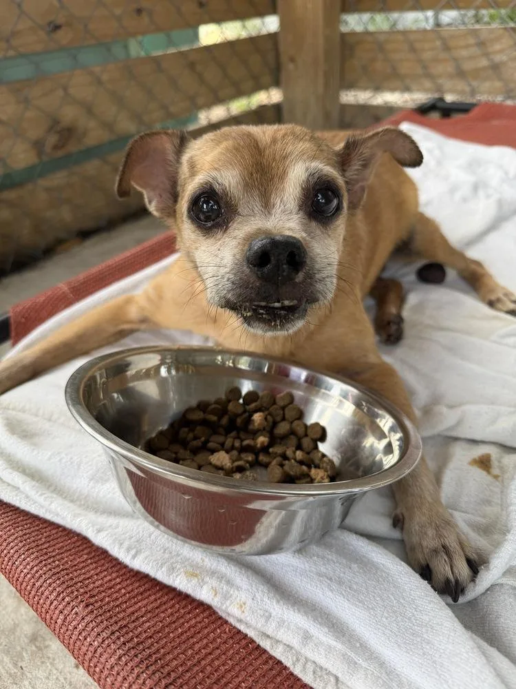 A senior small-sized male Brown / Chocolate Chihuahua dog named Scooter for adoption in Lakeland, FL
