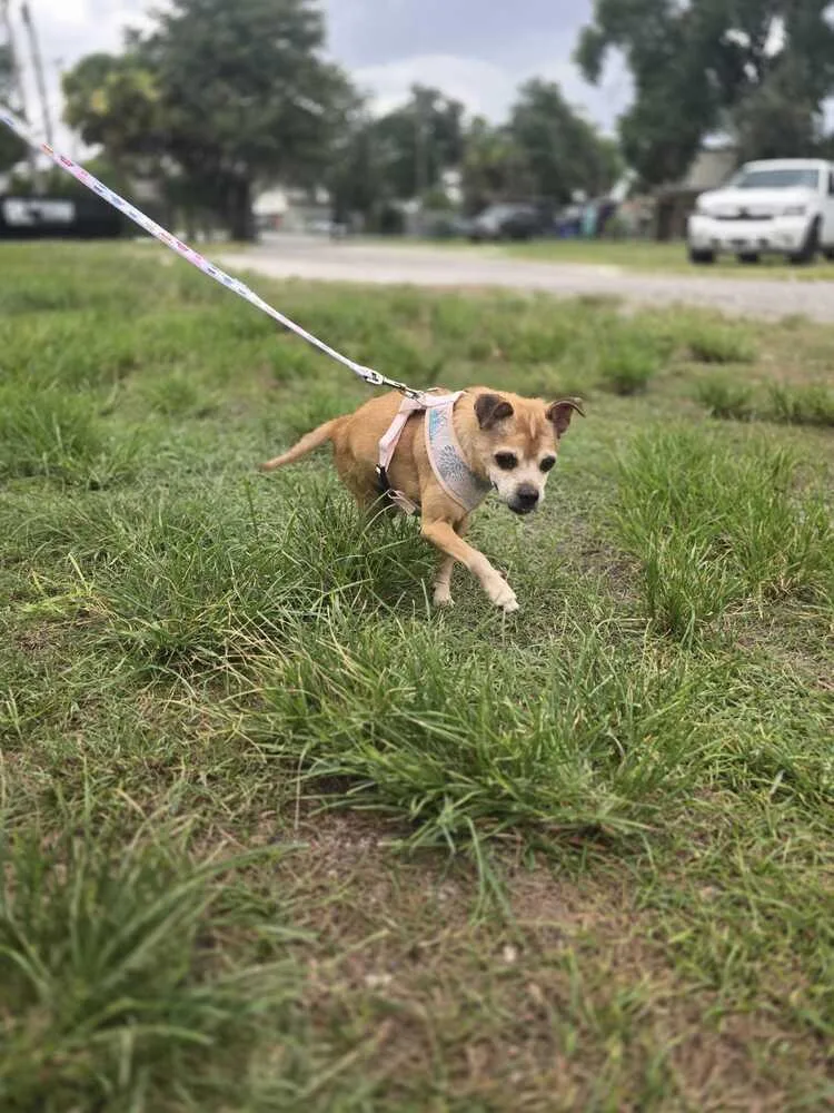Scooter thumbnail 3