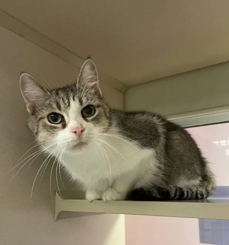 An adult medium-sized female Tabby (Brown / Chocolate) Domestic Short Hair cat named Ethel for adoption in Mansfield, OH