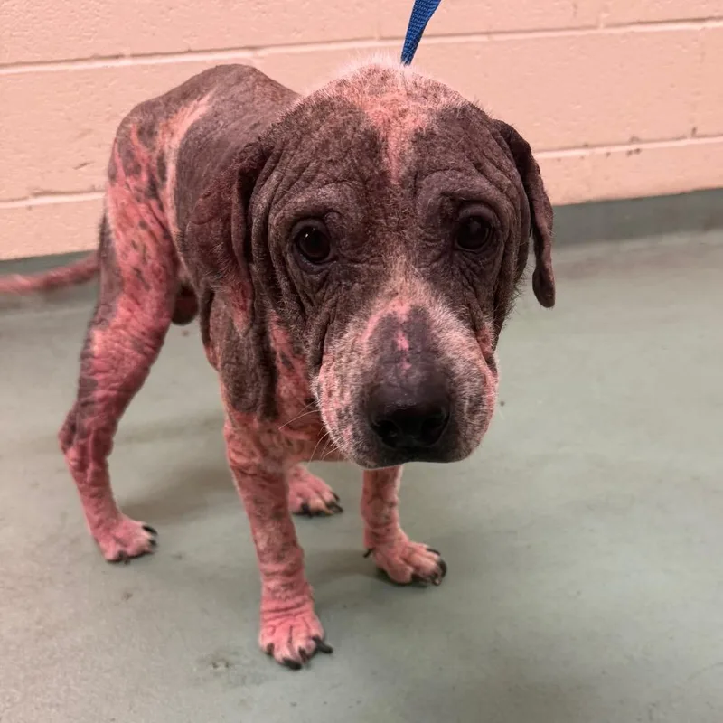 An adult medium-sized male Gray / Blue / Silver Mixed Breed dog named Toby for adoption in Memphis, TN