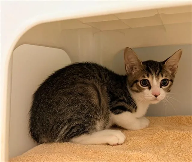 A baby small-sized male Domestic Short Hair cat named Fudgy Flan for adoption in Statesville, NC