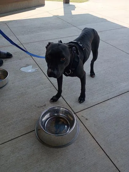 An adult medium-sized female Mixed Breed dog named Matilda for adoption in Atlanta, GA