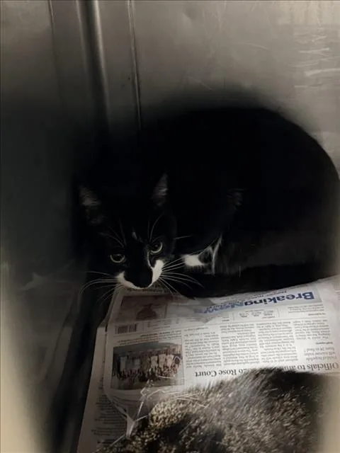 A young small-sized male Domestic Short Hair cat named Bono for adoption in Chatsworth, CA