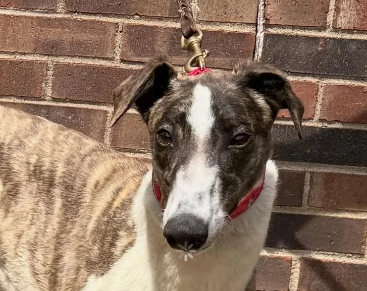 An adult large-sized female Brindle Greyhound dog named Melina for adoption in Coon Rapids, MN
