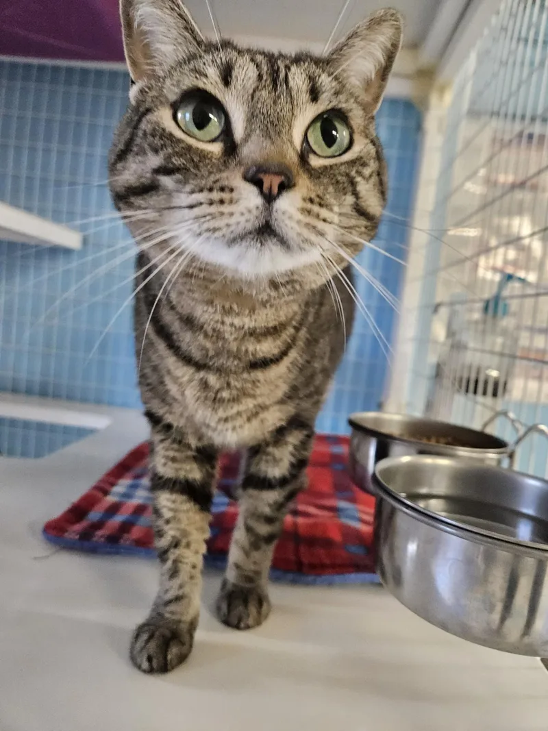 An adult medium-sized female Domestic Short Hair cat named Lily Pad for adoption in Claremont, NH