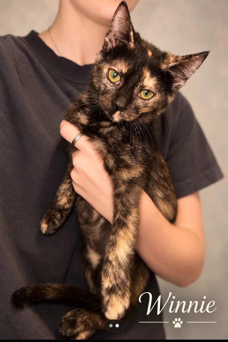 A young medium-sized female Tortoiseshell cat named Winnie for adoption in Midlothian, TX