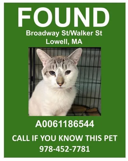 An adult medium-sized male Domestic Short Hair cat named Maxwell for adoption in Lowell, MA