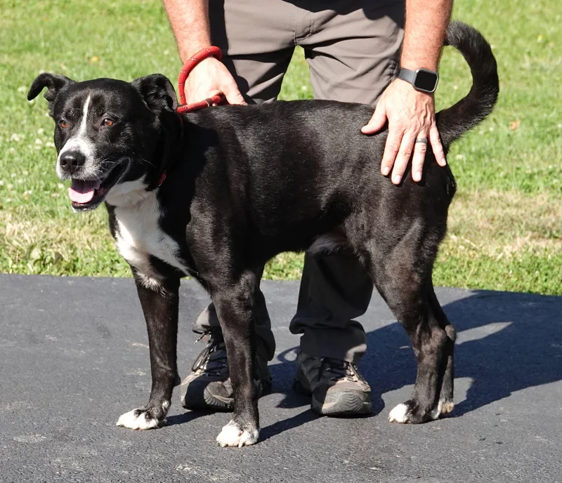 An adult large-sized male Labrador Retriever dog named Kettle for adoption in Millfield, OH