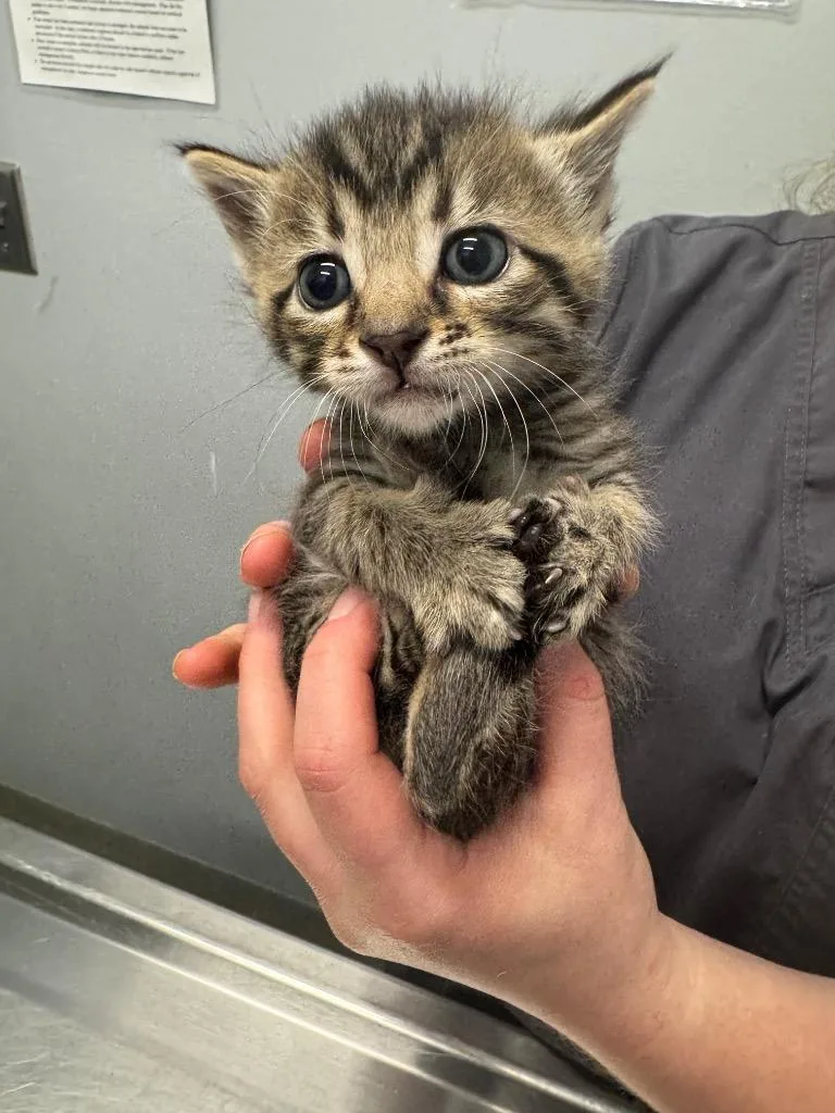 A baby medium-sized male Domestic Short Hair cat named Krait for adoption in Bloomington, IN