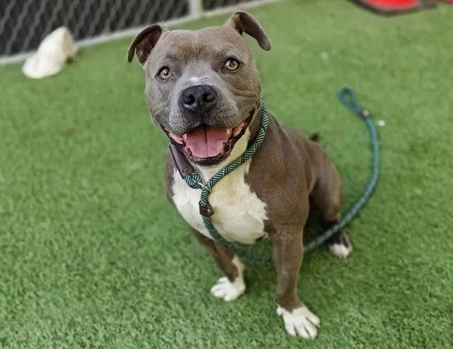 An adult medium-sized male Pit Bull Terrier dog named Duckie for adoption in San Jose, CA