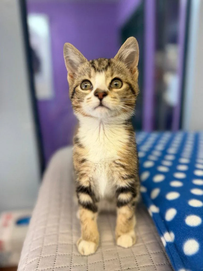 A baby small-sized female Domestic Short Hair cat named Cloudy for adoption in Lovingston, VA